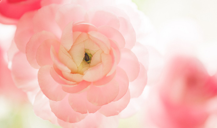 写真 花